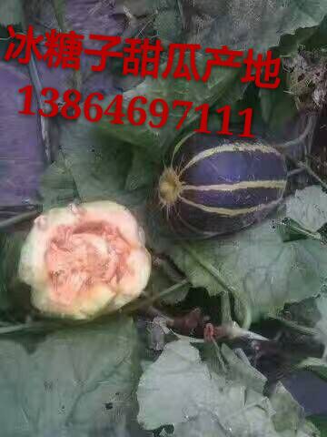 濰坊冰糖子甜瓜供應(yīng) 山東濰坊冰糖子甜瓜產(chǎn)地行情好價(jià)格
