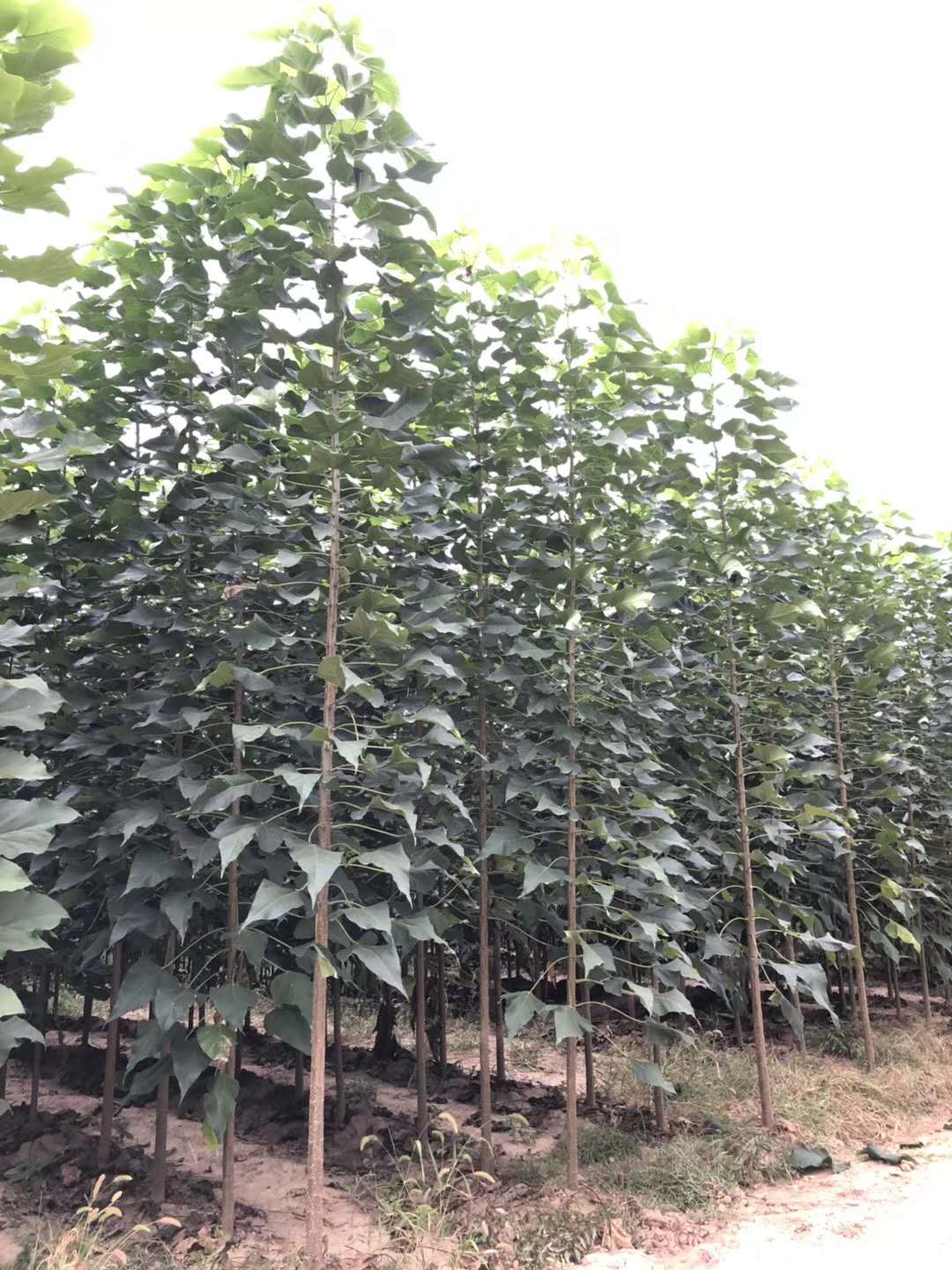 河南楸樹基地哪一家更好