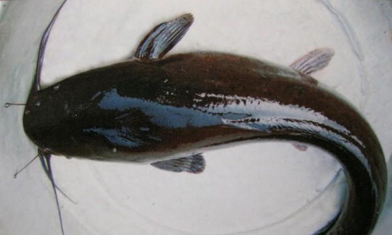 鯰魚苗 鯰魚苗養(yǎng)殖基地 南方大口鯰魚苗 大口鯰魚苗價(jià)格 惠州鯰魚苗批發(fā) 惠州鯰魚苗養(yǎng)殖中心