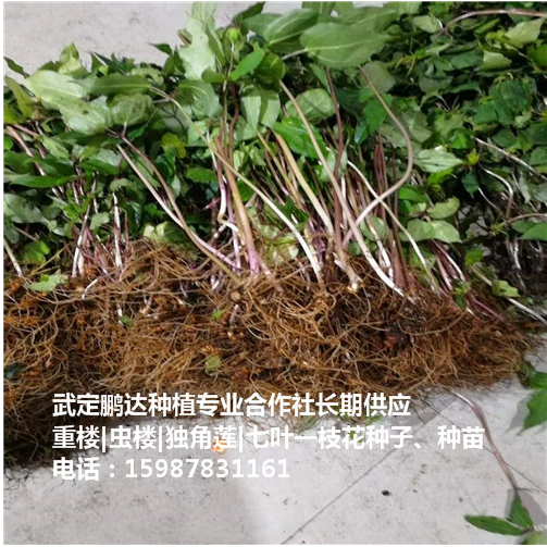 四川蟲樓批發(fā)價格 云南蟲樓種子批發(fā)價格 四川蟲樓報價 云南七葉一枝花種子苗 貴州蟲樓哪家好 云南蟲樓多少錢一株 蟲樓行