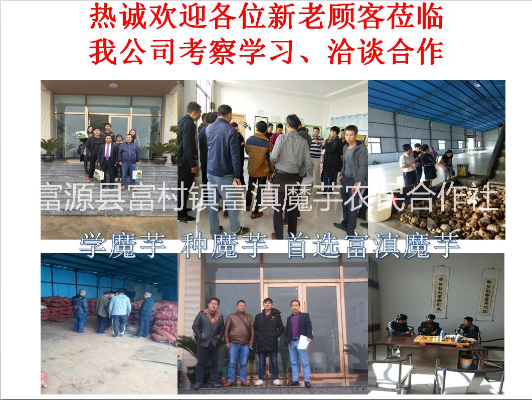 魔芋種子供應(yīng)商、云南魔芋種子供應(yīng)商、昆明魔芋種子供應(yīng)商