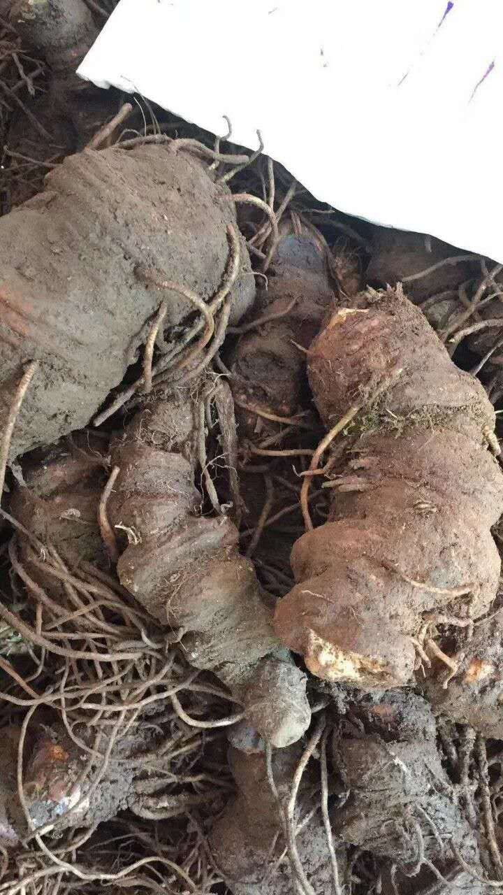 貴州滇重樓價(jià)格廠家直銷，多少錢一斤