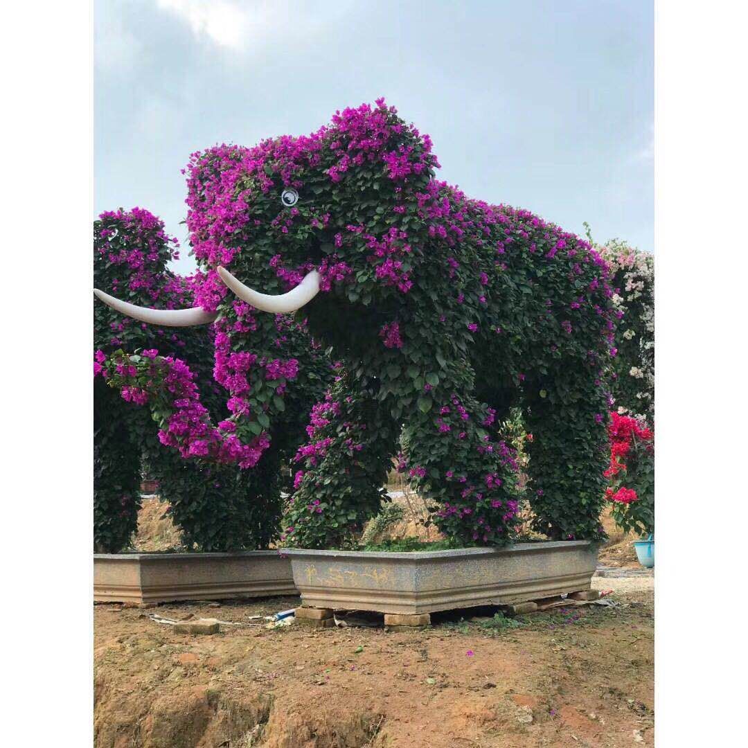 福建漳州三角梅盆苗-造型三角梅基地/廠家批發(fā)價(jià)格供應(yīng)商報(bào)價(jià) 福建三角梅基地價(jià)格 福建造型三角梅