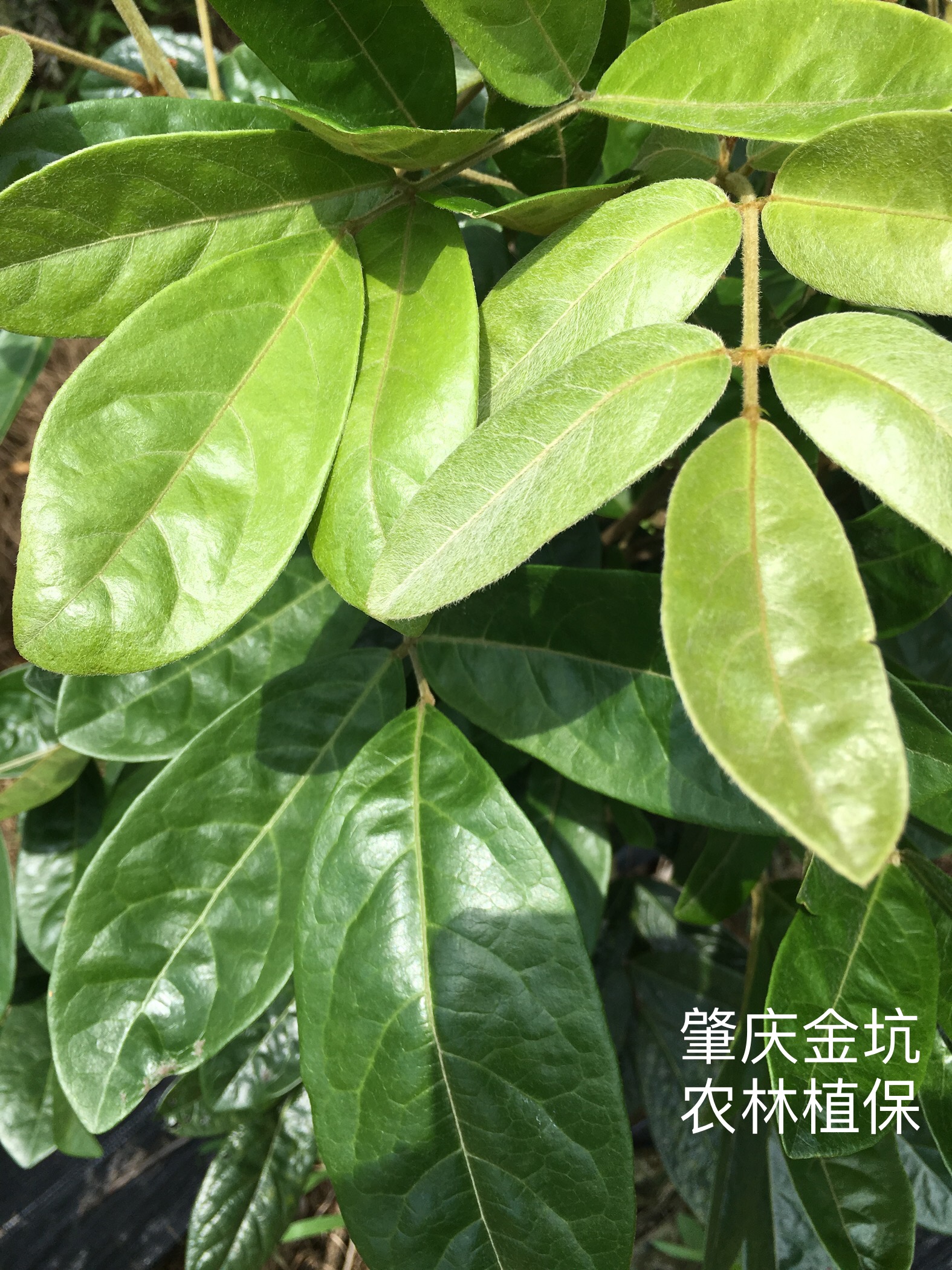 結(jié)薯率99%粉美人 大葉牛大力苗