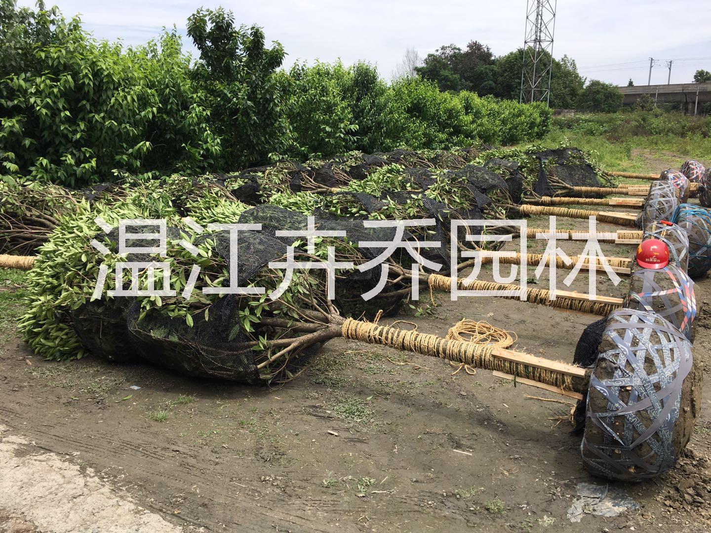 2019年四川成都*高桿桂花樹品種分類及圖片展示