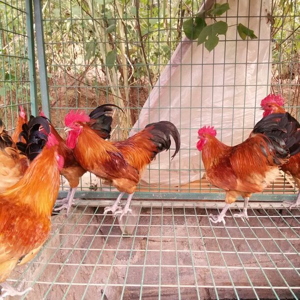 紅羽土雞苗||青腳土雞苗||青腳麻土雞苗||黑腳土雞雞苗||紅毛公雞苗