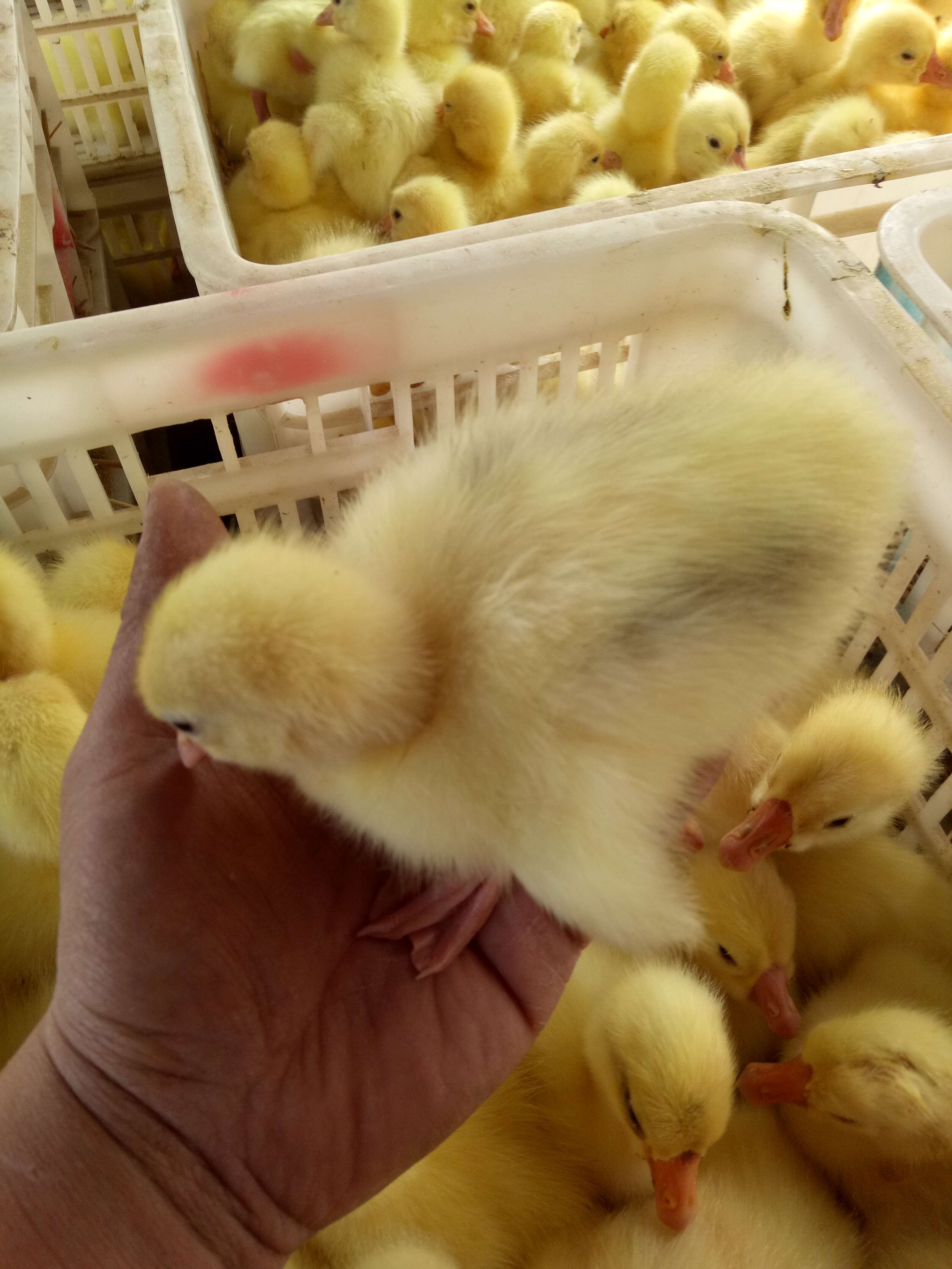 大三花鵝苗 鵝苗孵化 大種鵝苗