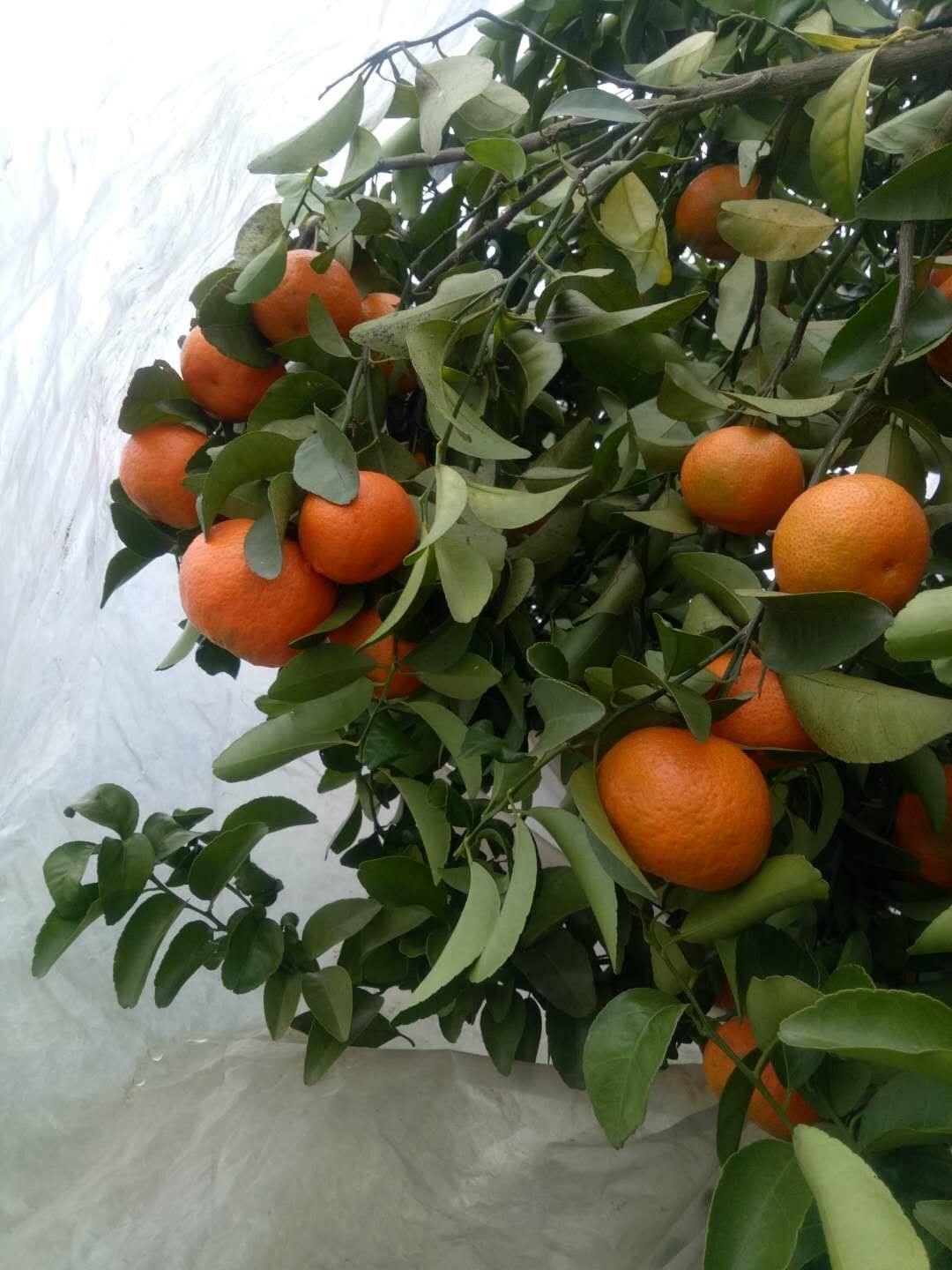 廣西*鮮果金桔-廣西*沙糖桔/廠家批發(fā)價格報價供應(yīng)商