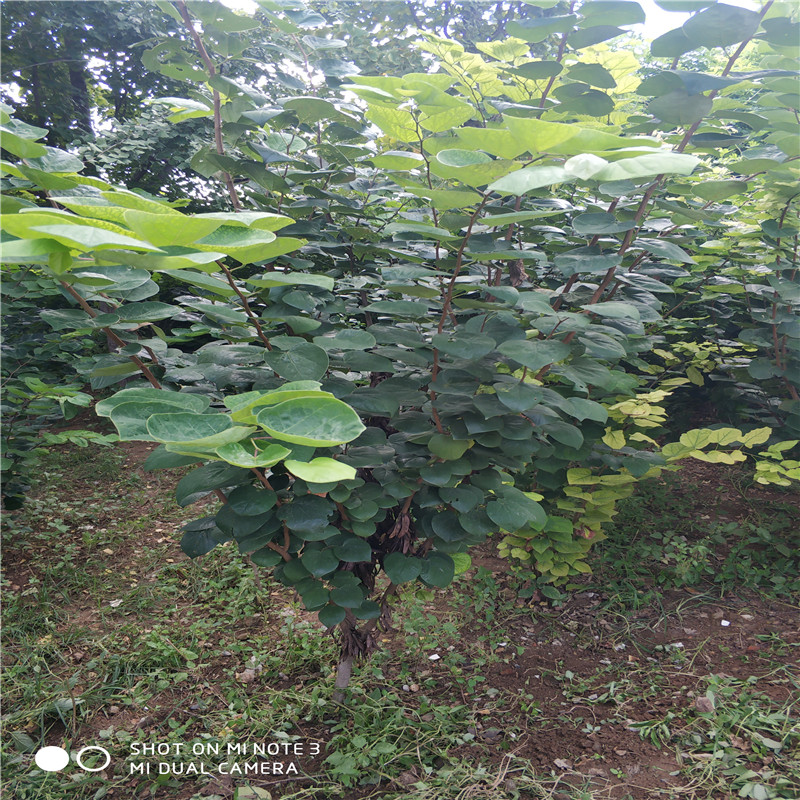 山東紫荊基地 紫荊苗價格 紫荊苗批發(fā) 紫荊苗供應商