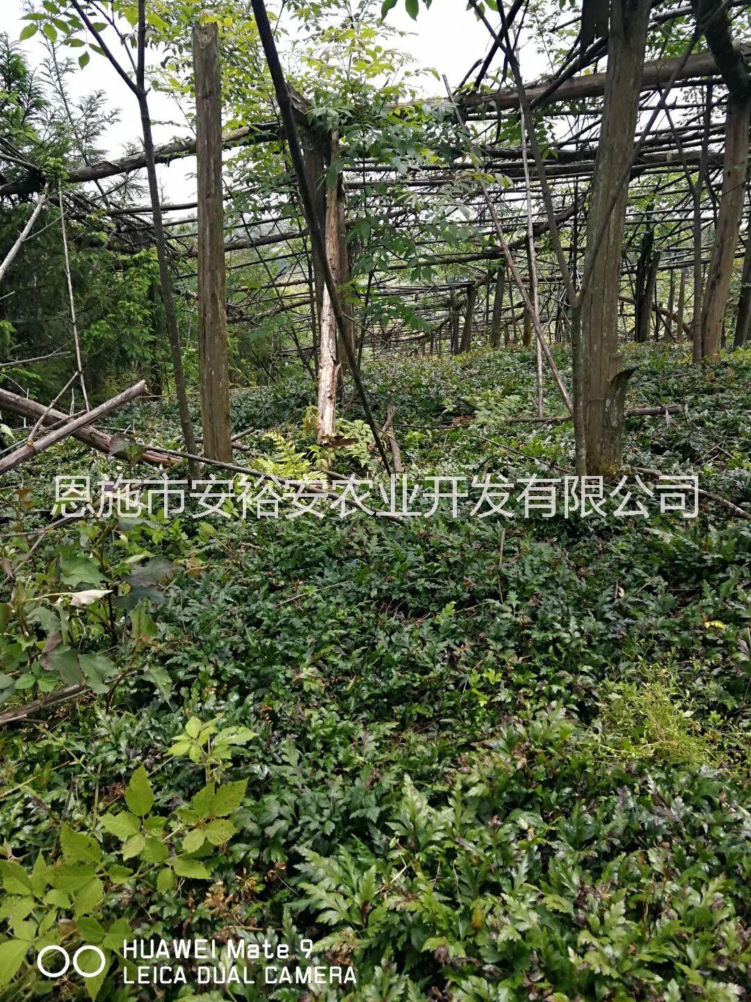 供應(yīng)湖北鄂西黃連種苗中藥材黃連苗子移栽苗