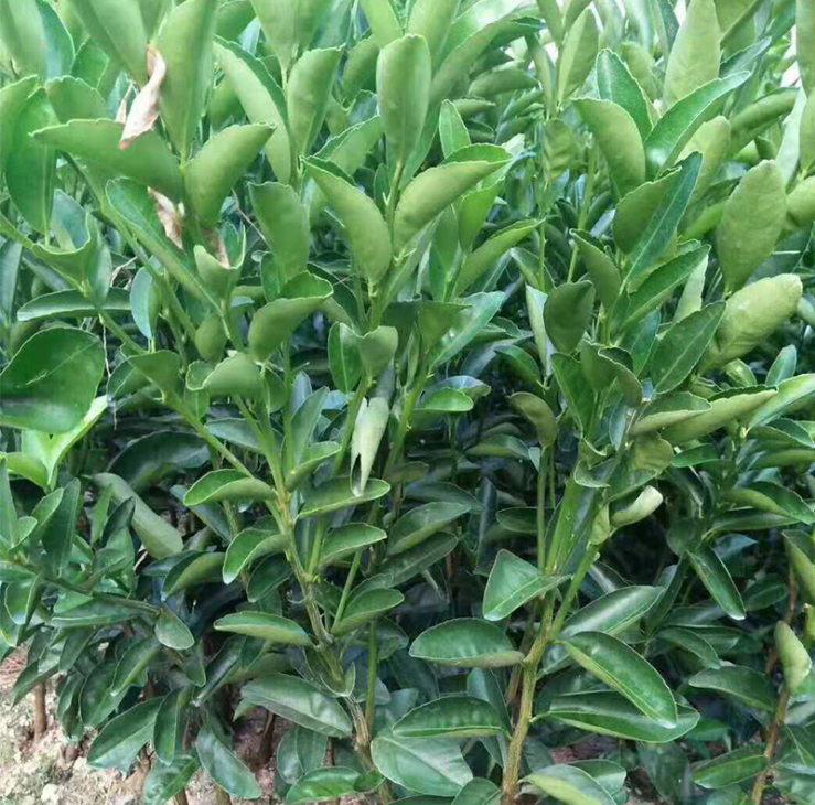 廣西茂谷柑苗-2018優(yōu)質(zhì)*高純度茂谷柑苗存活率高果樹苗基地批發(fā)/廠家價(jià)格 廣西茂谷柑苗基地
