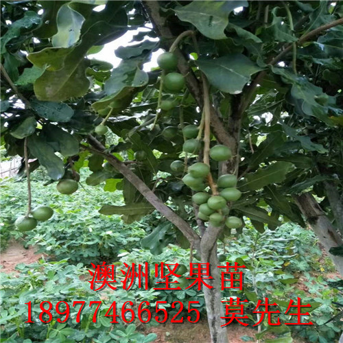 南寧A16號澳洲堅果苗批發(fā)價格，南寧桂熱1號澳洲堅果苗批發(fā)|南寧澳洲堅果苗批發(fā)