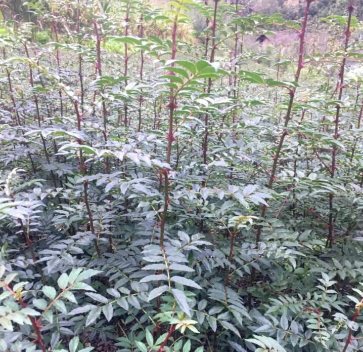四川雅安花椒苗基地-四川成都花椒苗批發(fā)/廠家價格報價供應商