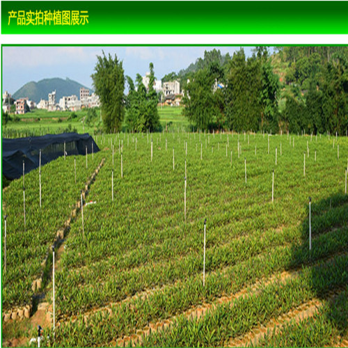 云南桂熱1號澳洲堅果苗-福建桂熱1號澳洲堅果種苗/廠家批發(fā)價格報價