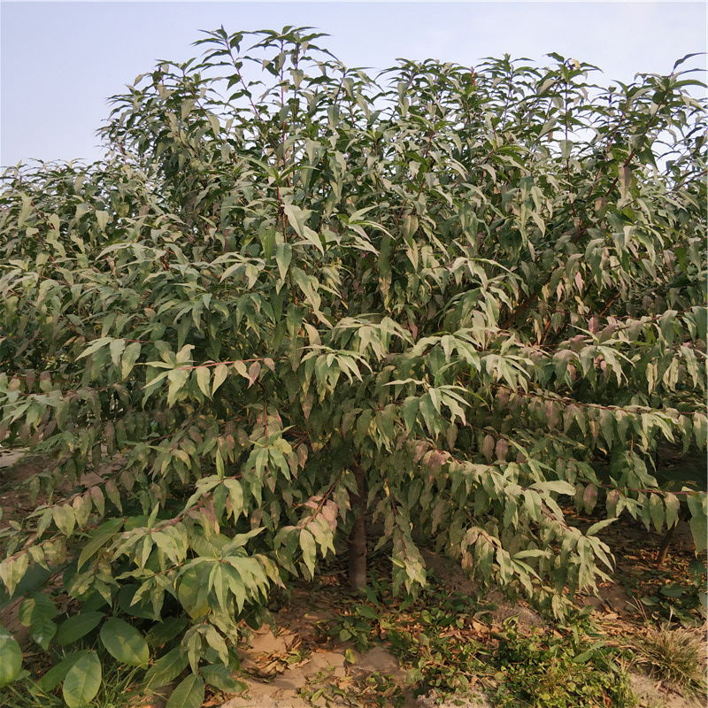 山東10公分菊花碧桃碧桃*