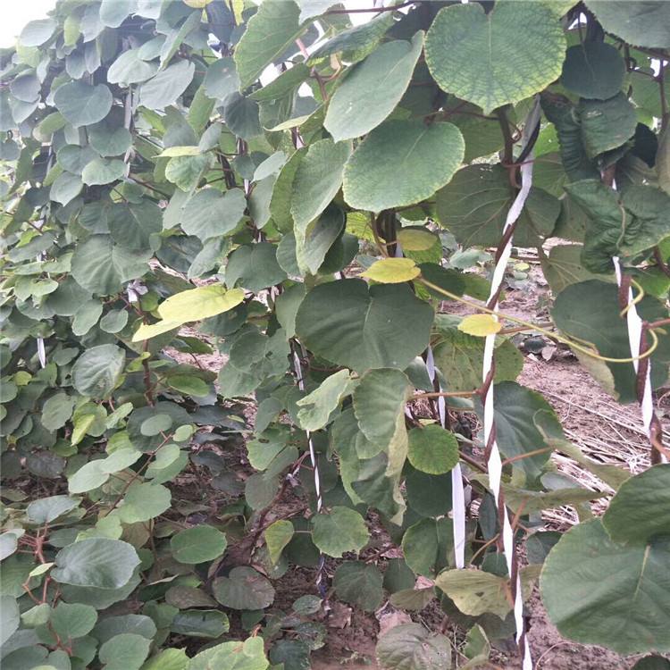 紅陽獼猴桃苗-湖南紅陽獼猴桃苗基地/廠家批發(fā)價(jià)格報(bào)價(jià)供應(yīng)商