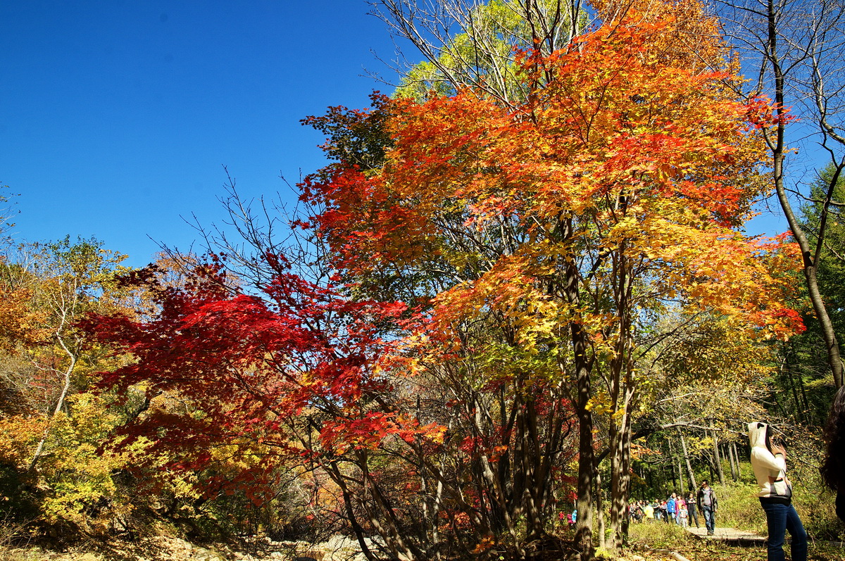 江西楓香供應(yīng)商 供應(yīng)楓香  直銷楓香 楓香報(bào)價(jià) 楓香哪家好 楓香價(jià)格 楓香哪里有賣 楓香多少錢 出售楓香