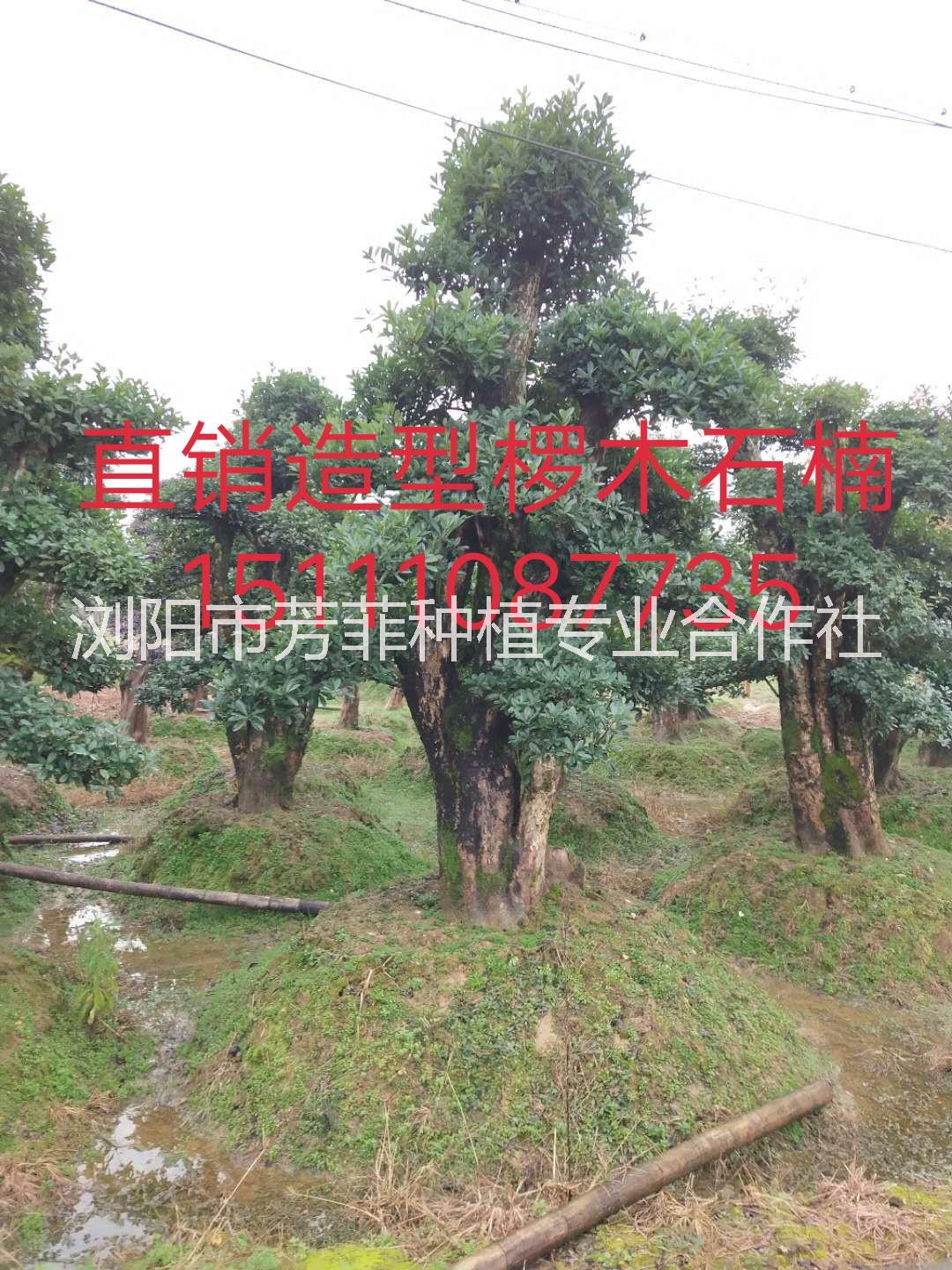 造型欏木石楠 造型赤楠 綠化工程 庭院綠化景觀樹