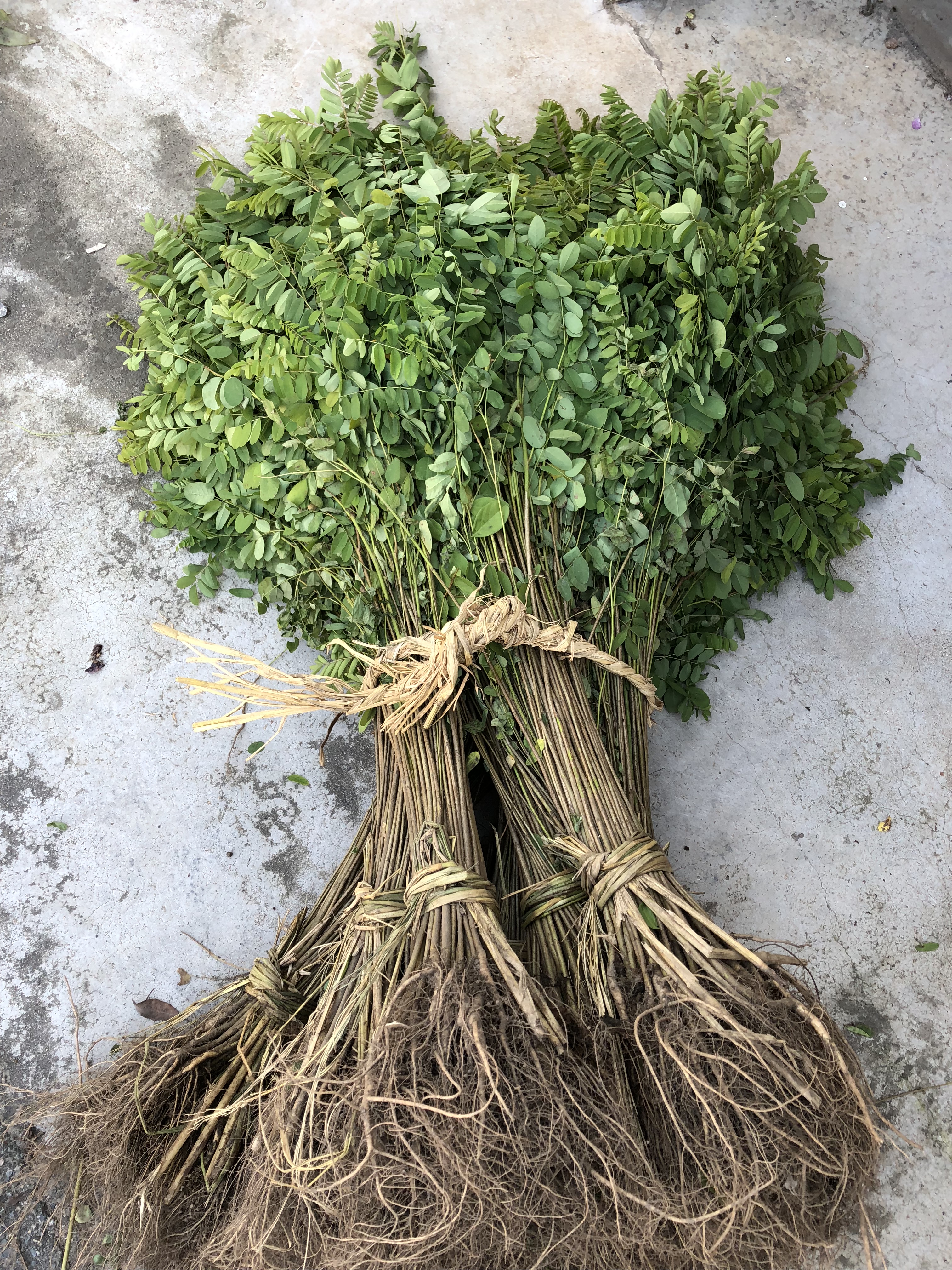 紫穗槐種子價格 紫穗槐種植方法 紫穗槐供應商