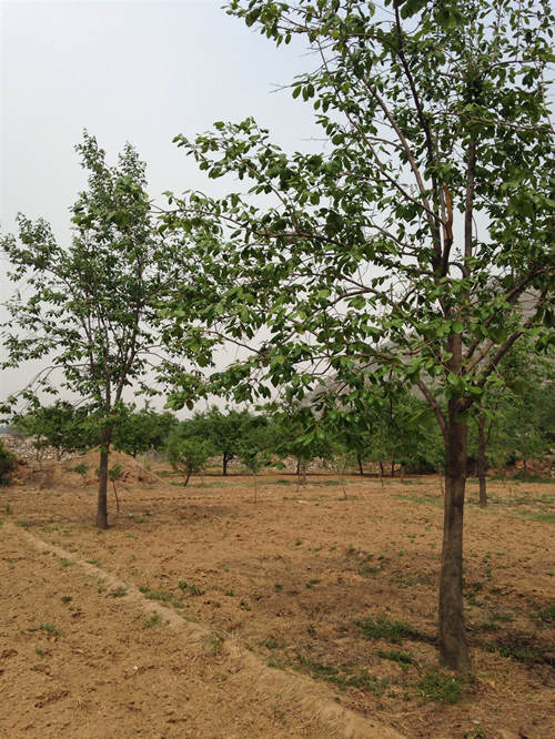 河北保定哪里有柿子樹 價格合理 包上車