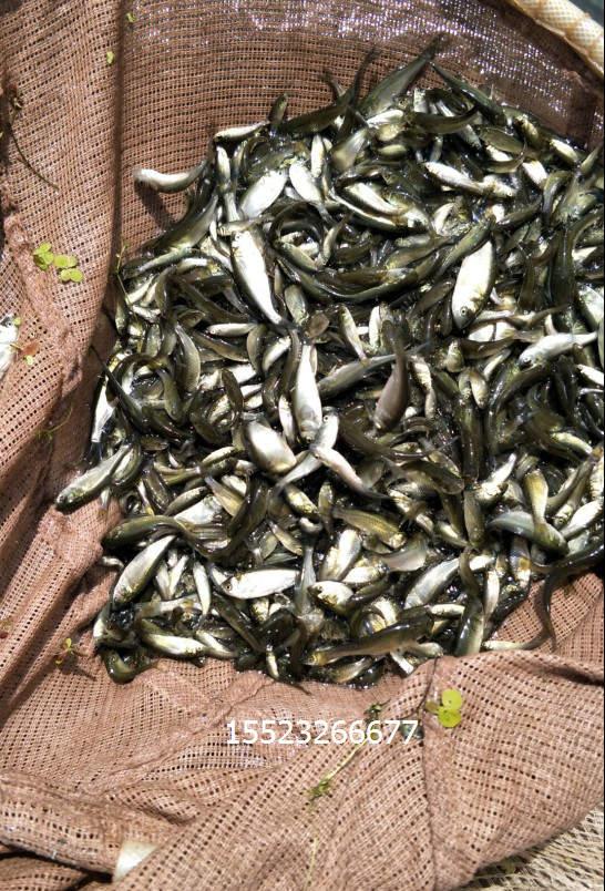 羅非魚(yú) 羅非魚(yú)價(jià)格 羅非魚(yú)公司 羅非魚(yú)廠家 羅非魚(yú)批發(fā)價(jià) 羅非魚(yú)生產(chǎn)商  羅非魚(yú)供應(yīng)商