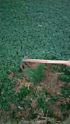 株洲沙土玉龍草批發(fā)價/供應商，株洲沙土玉龍草種植基地/基地直銷，株洲沙土玉龍草報價/價格