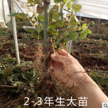 玫瑰花大苗報(bào)價(jià) 云南玫瑰花大苗批發(fā)  云南玫瑰花大苗供應(yīng)商  云南玫瑰花大苗哪家好  云南玫瑰花大苗生產(chǎn)廠家