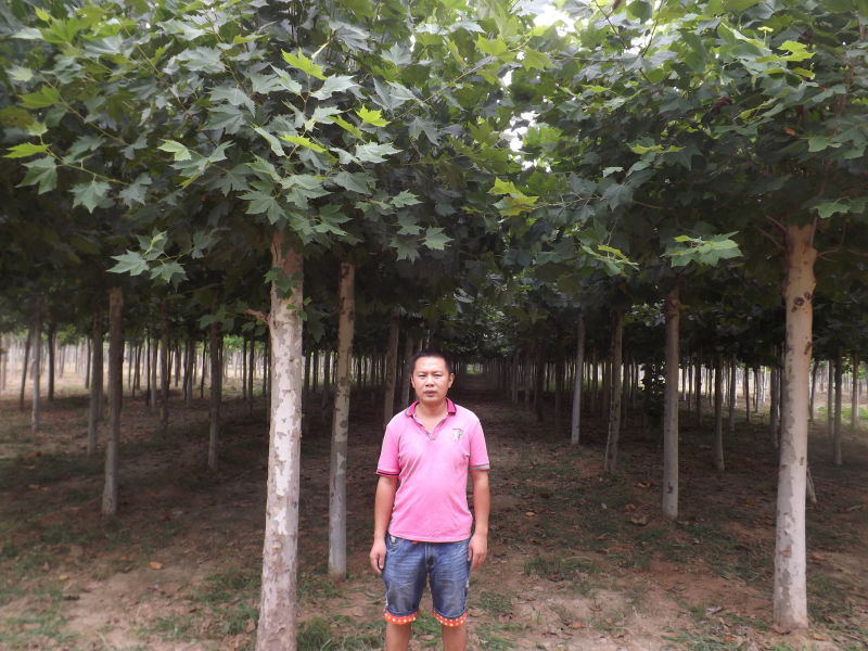 山東合歡種植基地批發(fā)商