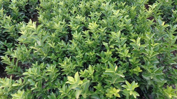 廣西桂林沙糖桔__批發(fā)價格 廣西桂林沙糖桔苗