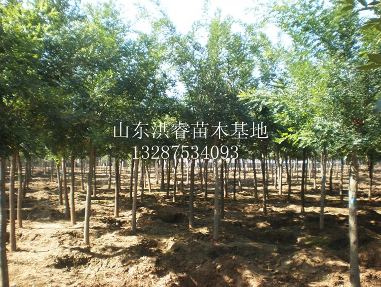 山東冠縣12公分國(guó)槐苗木基地