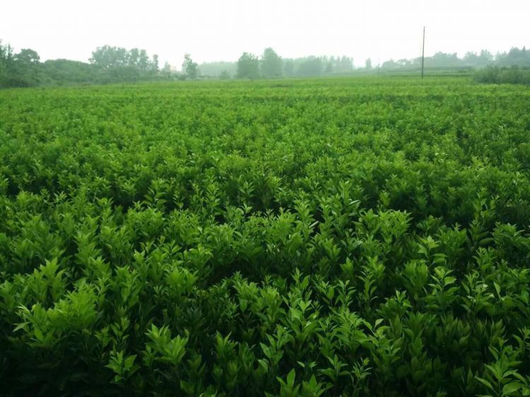 廣西桂林臍橙苗基地-廣西臍橙苗價(jià)格、批發(fā)報(bào)價(jià)、價(jià)格大全/廠家