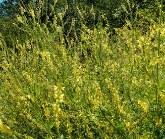 草木犀供應(yīng)  黃花草木犀產(chǎn)地直銷 鐵掃把  黃花草木犀產(chǎn)地直銷