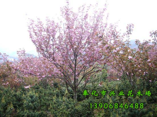 寧波市櫻花種植基地-中國(guó)櫻花-國(guó)產(chǎn)櫻花-日本櫻花-奉化市溪口興業(yè)花木場(chǎng) -*7套櫻花栽培技術(shù)拍攝點(diǎn)