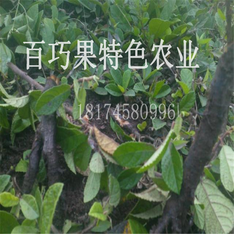 湖南百巧果供應(yīng)新型好水果地枇杷地果