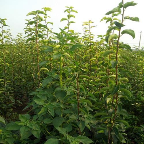 優(yōu)質(zhì)梨樹苗，優(yōu)質(zhì)梨樹苗價格，山西優(yōu)質(zhì)梨樹苗，批發(fā)優(yōu)質(zhì)梨樹苗