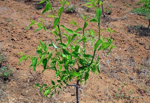 棗樹苗，優(yōu)質(zhì)棗樹苗，棗樹苗價(jià)格，棗樹苗批發(fā)，棗樹苗供應(yīng)商