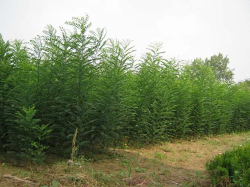 國(guó)槐苗供應(yīng)商，優(yōu)質(zhì)國(guó)槐苗，批發(fā)國(guó)槐苗，國(guó)槐苗種植基地