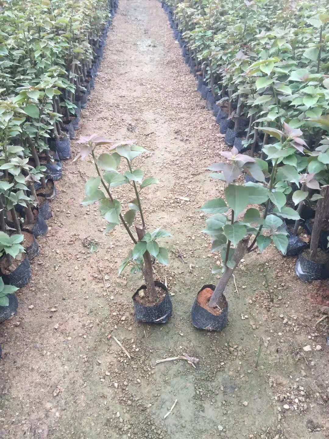 河南同安紅三角梅苗木種植基地/直銷批發(fā)價(jià)格