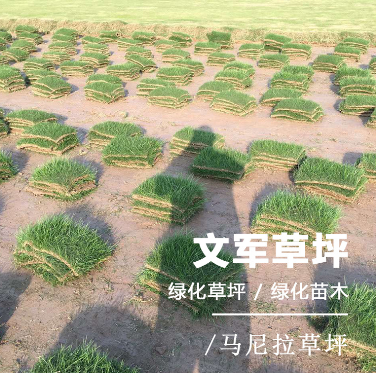 馬尼拉草坪，馬尼拉草坪基地，馬尼拉草坪報(bào)價(jià)，江蘇馬尼拉草坪，馬尼拉草坪種植，馬尼拉草坪廠家，馬尼拉草坪直銷(xiāo)