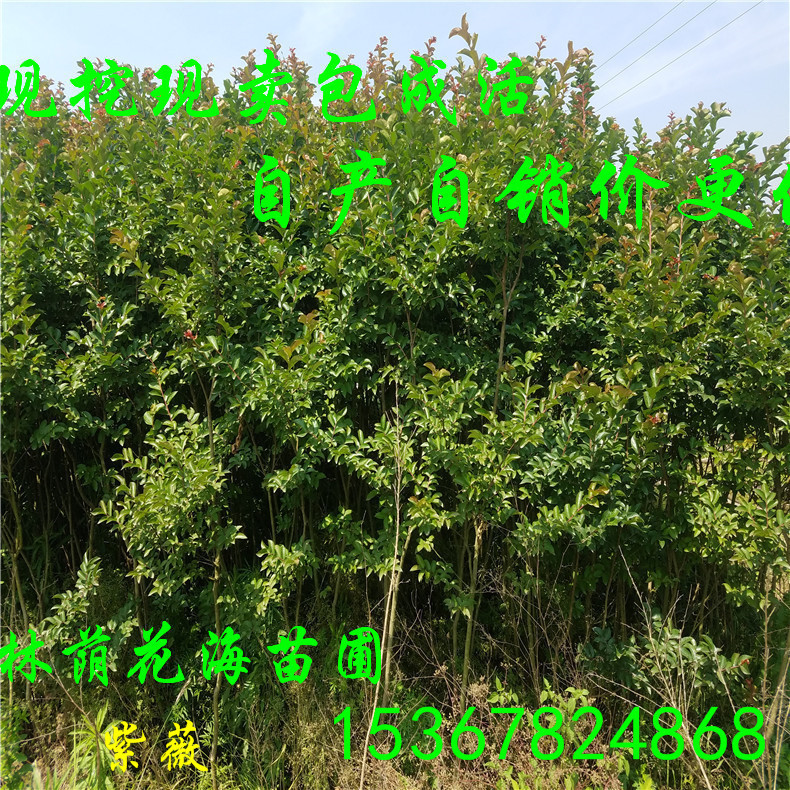 批發(fā)綠化觀花喬木工程行道樹紫薇 紫薇花苗價格 庭院別墅用紫薇樹