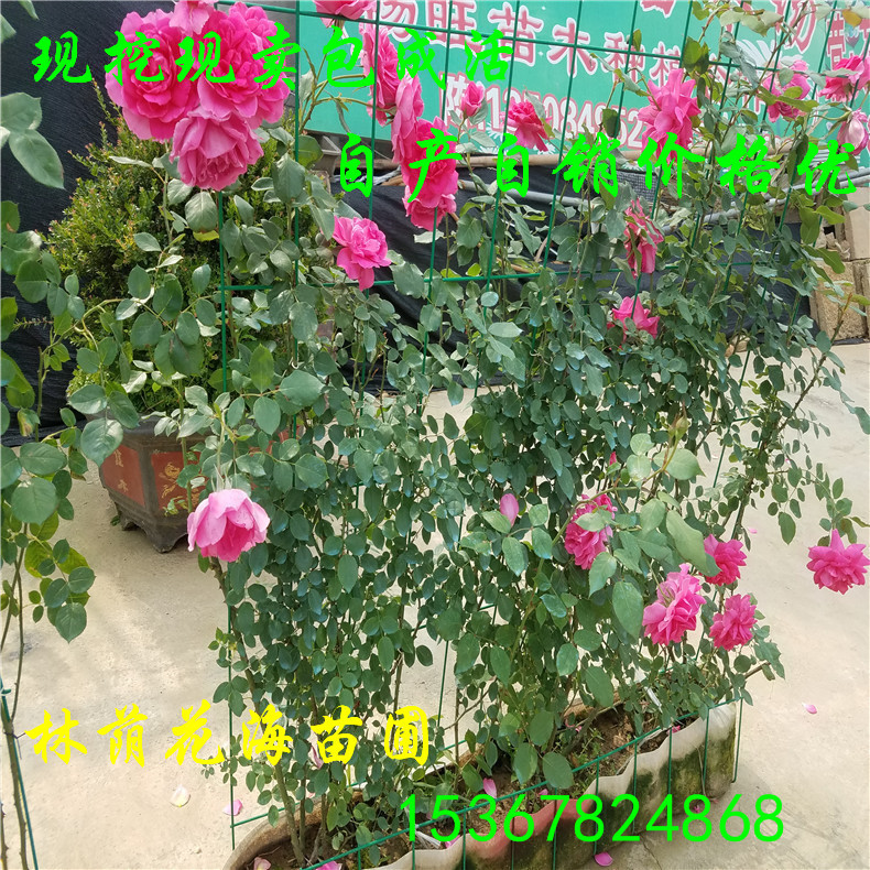 批發(fā)綠化觀花喬木工程行道樹紫薇 紫薇花苗價格 庭院別墅用紫薇樹