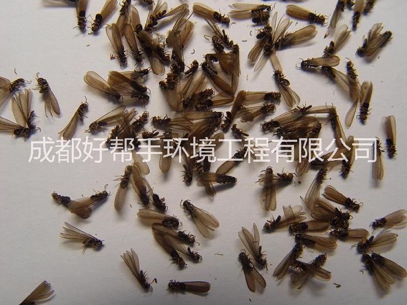 供應(yīng)樂(lè)山白蟻防治公司、犍為白蟻防治公司、井研白蟻防治公司