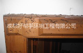 供應(yīng)夾江專業(yè)滅白蟻公司、夾江滅飛螞蟻公司、夾江白蟻防治公司