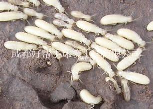 供應(yīng)井研專業(yè)滅白蟻公司、井研白蟻防治公司、井研滅飛螞蟻公司