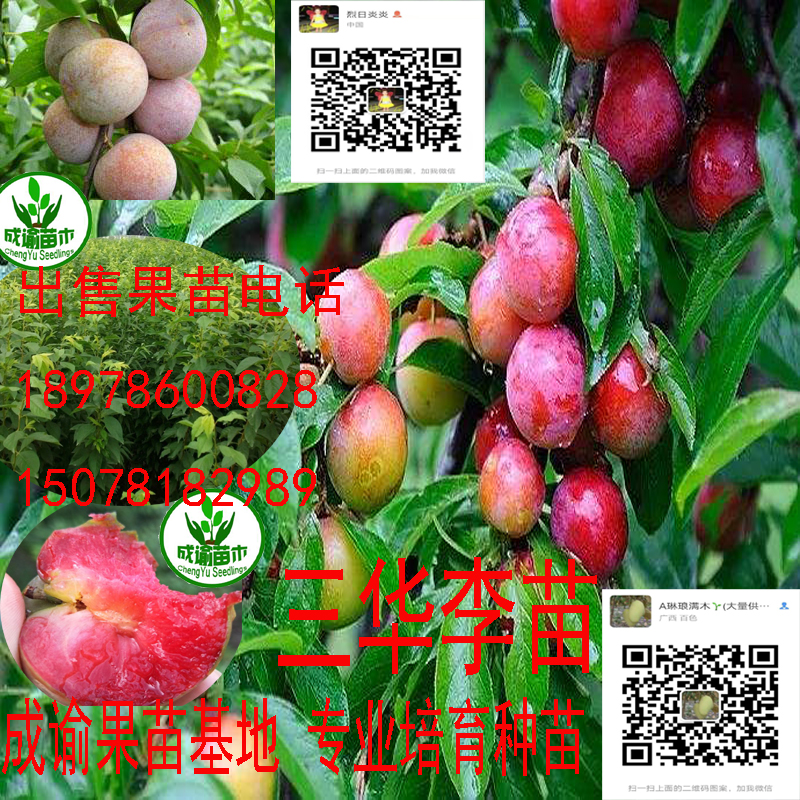三華李苗木|三華李樹(shù)苗|三華李種苗基地