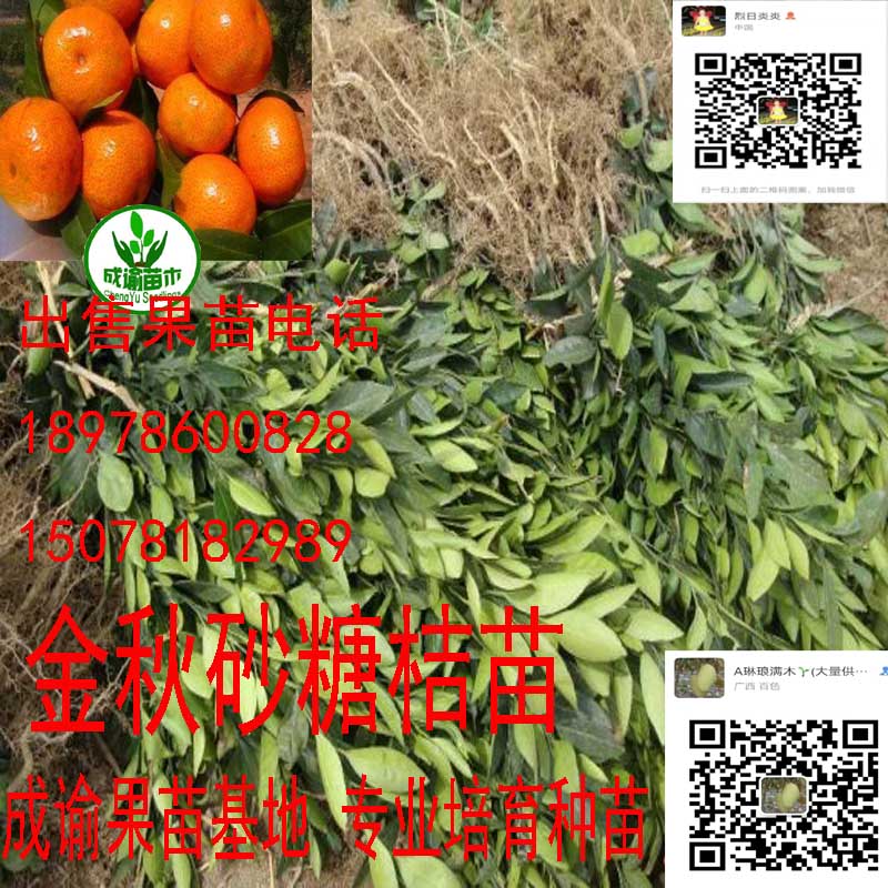 金秋砂糖桔苗木| 金秋砂糖桔苗|沙糖桔種苗 |金秋砂糖桔果苗 金秋沙糖桔苗|砂糖桔種苗