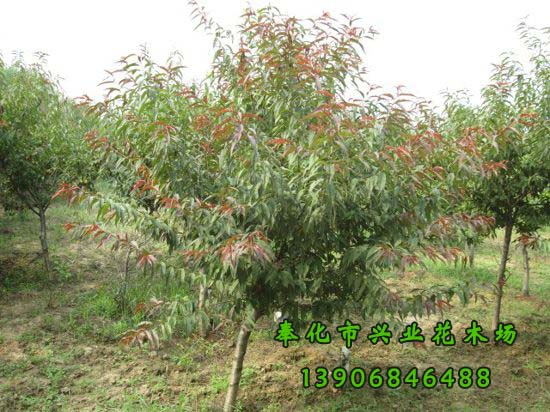 寧波市紅葉碧桃種植基地-*紅葉碧桃-紫葉碧桃小苗-紅葉碧桃-奉化市溪口興業(yè)花木場-*7套櫻花栽培  紅葉碧桃