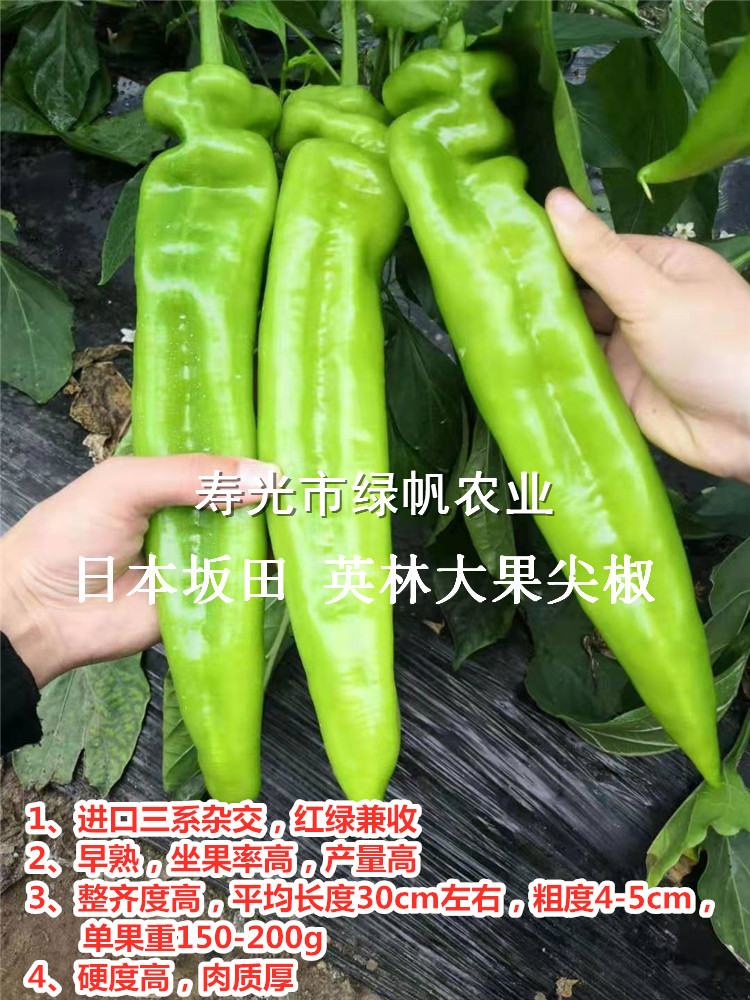 英林大果尖椒苗  日本坂田三系品種 羊角型辣椒  顏色亮