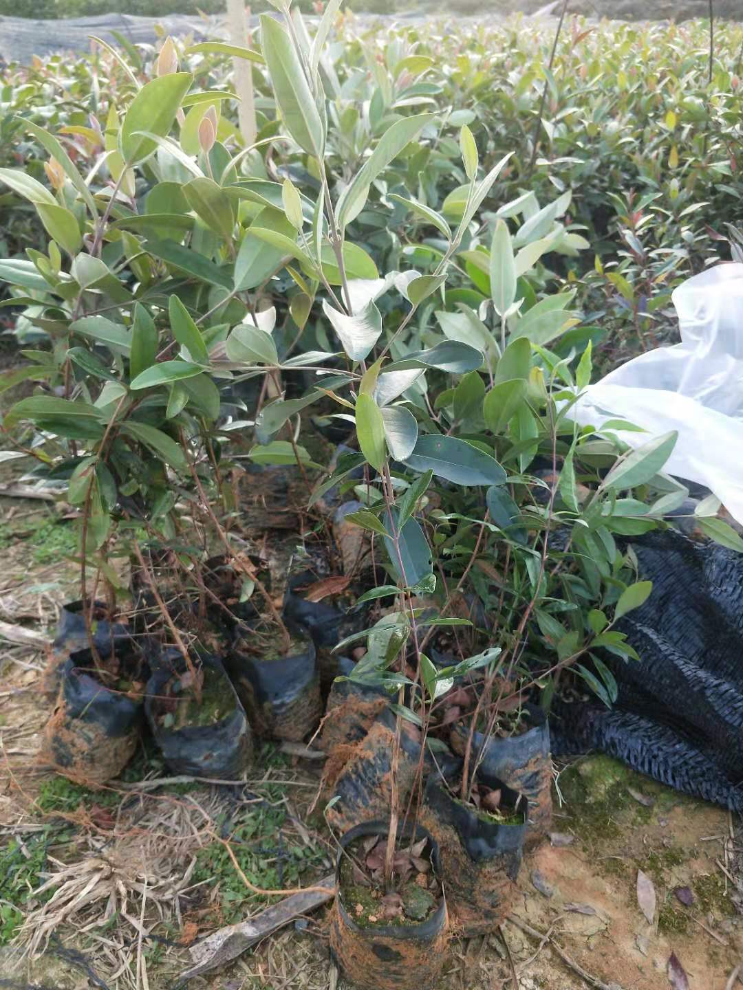 山稔子小袋苗公司-優(yōu)質(zhì)生產(chǎn)供應(yīng)商 山稔子 山稔子小苗批發(fā) 山稔子報(bào)價(jià) 山稔子小苗 廣州山稔子