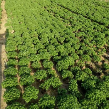 國慶菊綠植盆栽   國慶菊綠植盆栽報(bào)價(jià)  國慶菊綠植盆栽批發(fā)  國慶菊綠植盆栽供應(yīng)商  國慶菊綠植盆栽生產(chǎn)廠家